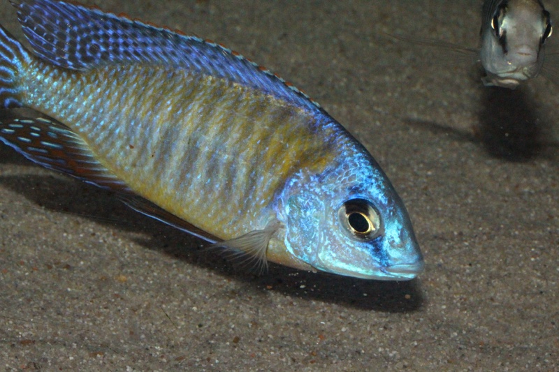 Protomelas sp. 'steveni imperial' Chizumulu Island